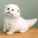 네발하우스 고양이전문 마포점