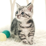 네발하우스 고양이전문 마포점