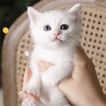 네발하우스 고양이전문 마포점