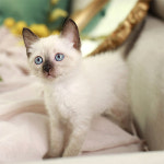 네발하우스 고양이전문 마포점