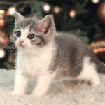 네발하우스 고양이전문 마포점