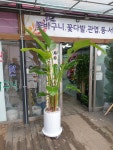 센스박플라워 | 센스박 플라워