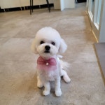 펫스토리