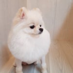 몽블리 펫샵