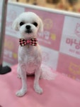 마냥귀엽개