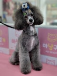 마냥귀엽개