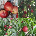 소라네과일농장