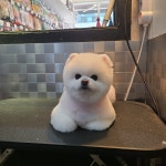 도그캐슬
