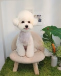 마담펫