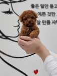 로얄독