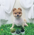헤어컹컹