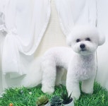 헤어컹컹