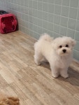 복남펫하우스