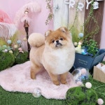 메리펫