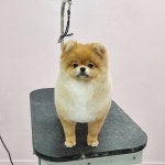 메리펫