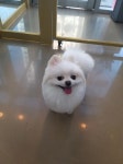펫소울메이트