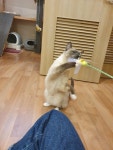 뜰안에냥