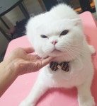 뜰안에냥