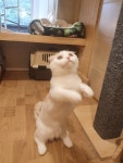 뜰안에냥