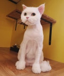 고양이미용호텔 캣츠앤
