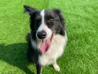 고쳐줄개 애견훈련소