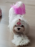 헤이독 대전점