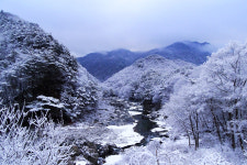 미산1리 고로쇠마을