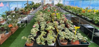 예쁜제라늄농장