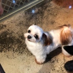 헤이독 대전점