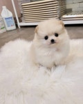 강아지분양 애견분양 꽃강아지 광진점