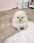 강아지분양 애견분양 꽃강아지 광진점