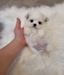 강아지분양 애견분양 꽃강아지 광진점