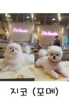 발자국 애견샵