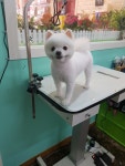 펫하우스애견