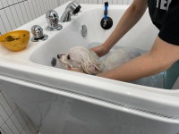 허니모모 애견미용실