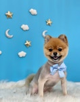 트리멍