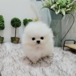 강아지분양 애견입양 아이러브독 인천점