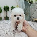 강아지분양 애견입양 아이러브독 인천점