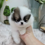 강아지분양 애견입양 아이러브독 인천점