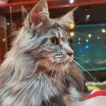 쿤이수염을쫓아