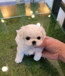 강아지분양 애견입양 아이러브독 인천점