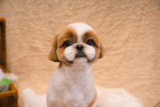 써니애프터눈 펫살롱