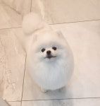 몽트라슈