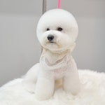 몽트라슈