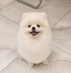 몽트라슈