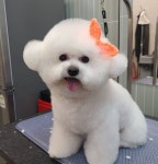 펫살롱 후추네