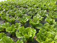 한아름제조유통협동조합