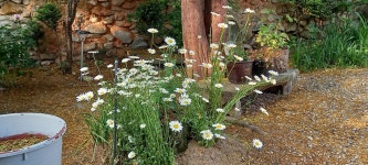 별이네 편백나무 독채