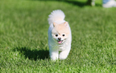 양지파인펫파크