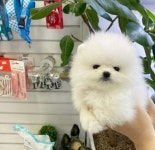 제주 강아지 위드미